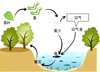 紅樹林濕地生態(tài)系統(tǒng)的自然保護(hù)與管理