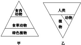 生態(tài)金字塔的對比 自然生態(tài)系統(tǒng)與城市生態(tài)系統(tǒng)的能量流動差異