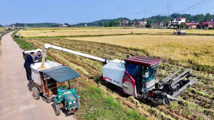 永州冷水灘農(nóng)技專家護(hù)航晚稻機(jī)收顆粒歸倉
